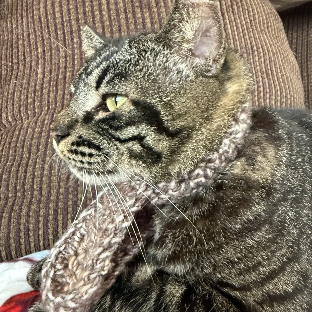 Cozy Knit Cat Scarf - Brown